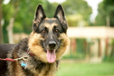 Alman çoban köpeği gündüz vakti dışarıda.