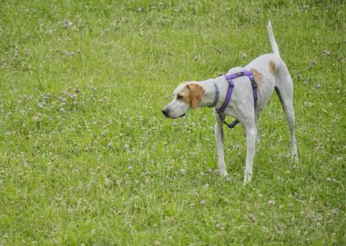 Otların arasında bir köpek