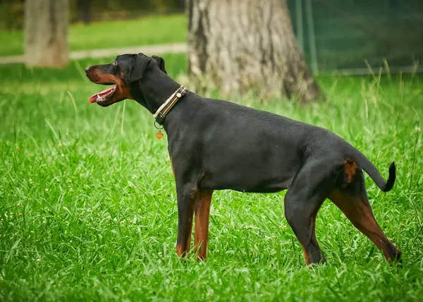Parktaki siyah köpek. Doberman köpeği.