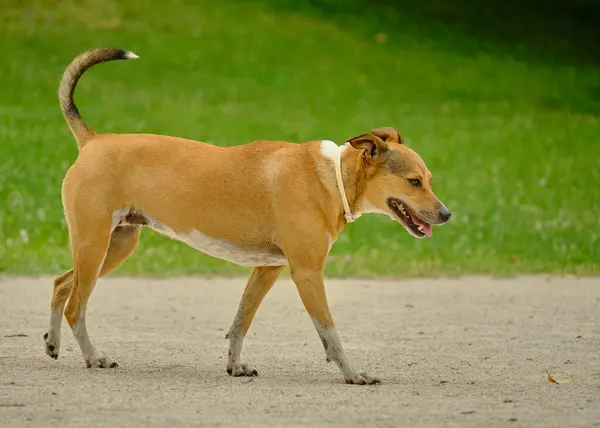 Parkta güzel bir köpek