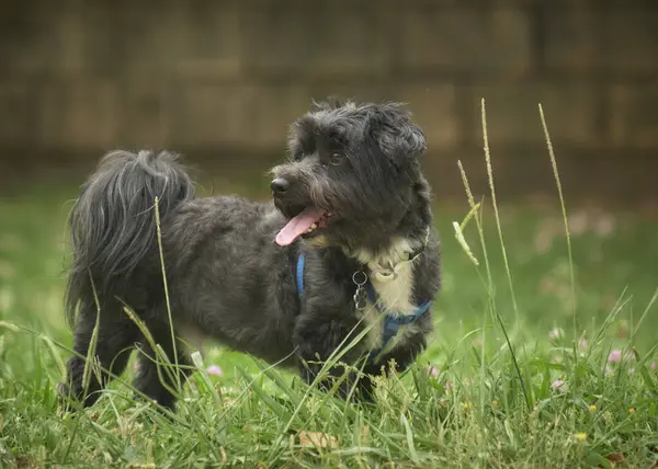 Bir yaz gününde parkta bir Havan köpeği. Köpek dostu bölge..