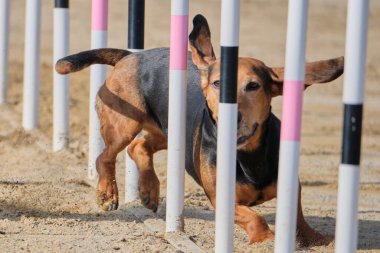Çeviklik içinde koşan boğa teriyeri