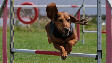 Çeviklik içinde zıplayan köpek