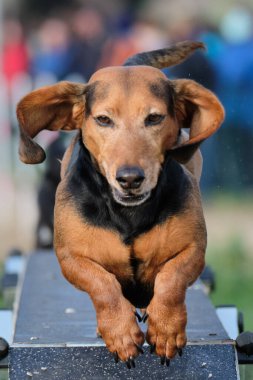 Parktaki köpek sonbahar ormanının arka planında