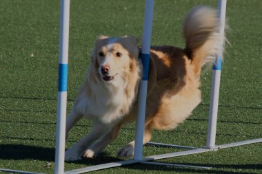 Çeviklik içinde sevimli bir köpek.