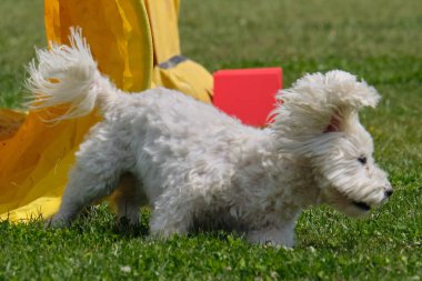 Parkta oyuncağı olan köpek cinsi beyaz teriyerler.