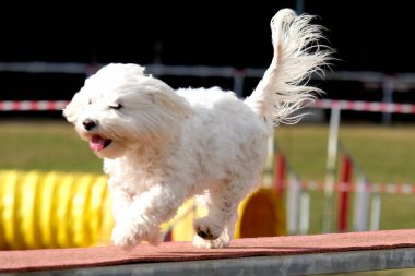 Parktaki beyaz köpek