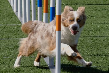 kenar kömür ocağı köpek Jumping