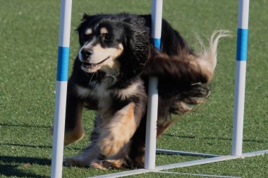 Sınır çoban köpeği çevikliği