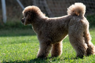 Parktaki sevimli kaniş.