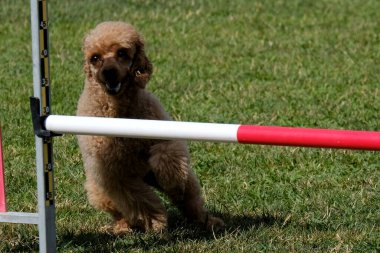 Çeviklik kursunda bir köpek