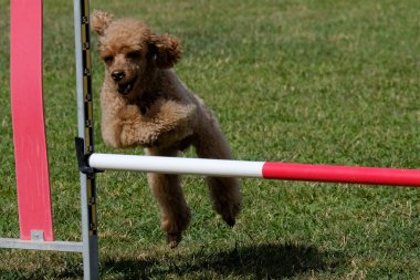 Köpek parkta koşuyor.