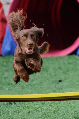 Köpek parkta koşuyor.