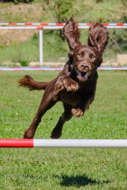 köpek çevikçe koşuyor