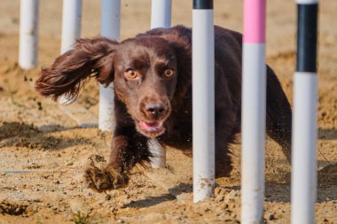 Kırmızı ve beyaz yakalı genç bir siyah köpek çeviklik çizgisi üzerinde koşuyor.
