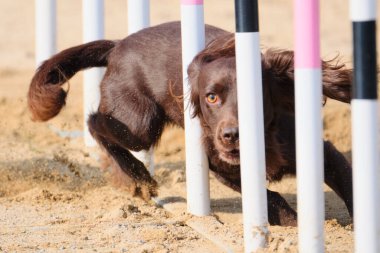 Köpek tarlada koşuyor.