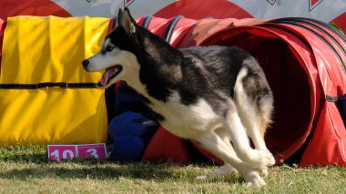 Köpek yavrusu Husky, yaklaş.