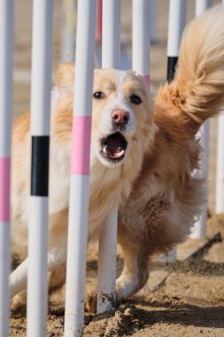 Kumsaldaki beyaz yakalı köpek.