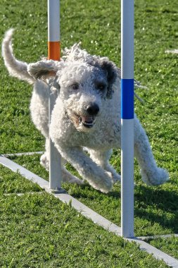 Parkta zıplayan köpek.