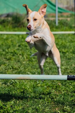 Parkta çeviklik kursunda koşan sevimli köpek.
