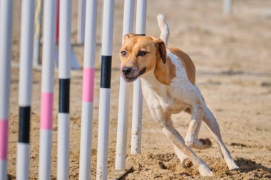 Çeviklik yarışmasında beyaz yakalı bir köpek.