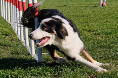 Çeviklik sınırında çoban köpeği