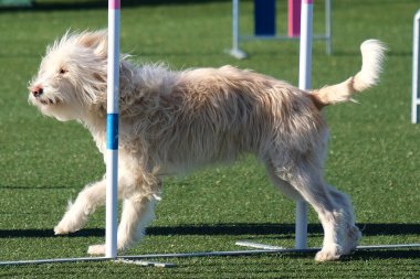 Beyaz köpek çeviklik içinde