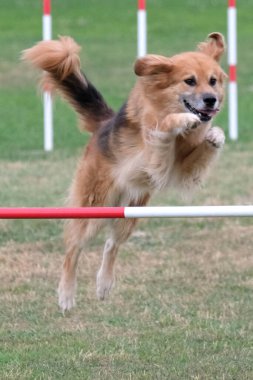 Köpek çevikliğin üzerinde zıplıyor.
