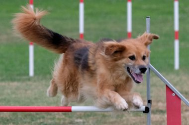 köpek çeviklikle koşuyor