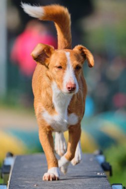 Köpek doğurmak kenar kömür ocağı