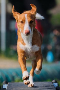 Yoldaki sevimli köpek.