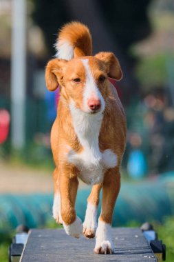 Köpek çiftleşen sınır teriyeri dışarıda koşuyor.