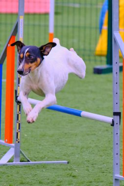 Yarışmaya katılan köpek..