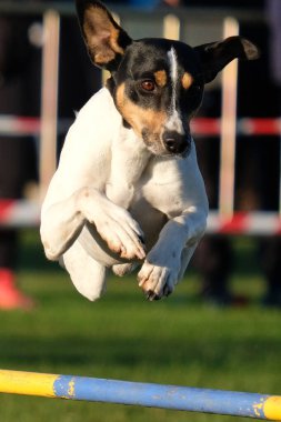 Köpek atlamada koşuyor.