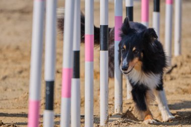 Avustralyalı çobanı olan siyah bir köpek.