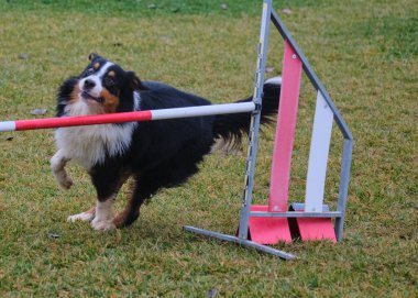 Sınır çoban köpeği çeviklikle zıplıyor