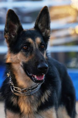 Bir köpek portresi. Köpek çiftleşmesi Alman çoban köpeği