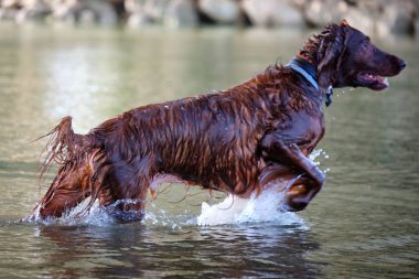Nehirde koşan köpek, Nova Scotia ördek çobanı av köpeği.