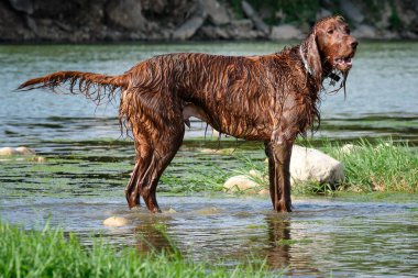 Kahverengi köpekli.