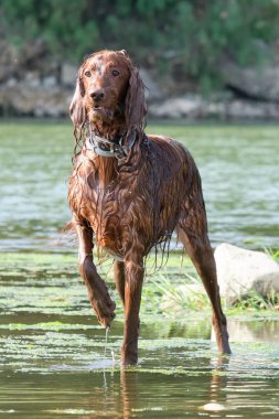 Kahverengi av köpeği suda.