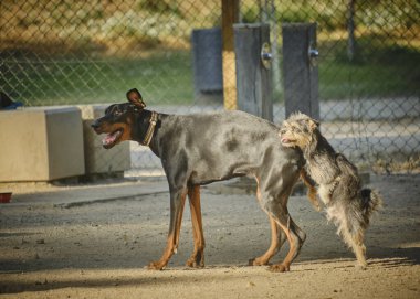 Parkta köpeği olan bir köpek
