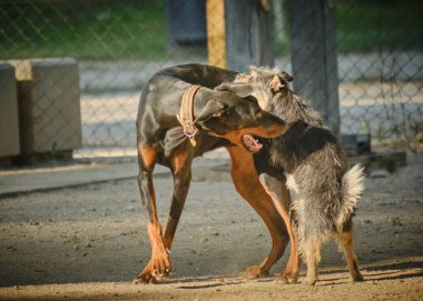 Köpek ve siyah beyaz bir köpek parkta topla oynuyorlar.