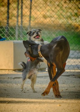 İki komik köpek parkta kavga ediyor.