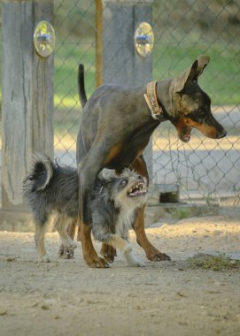 köpek ve köpek oyunu