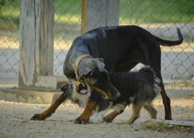 Çimlerde iki köpek oyunu