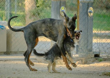 İki siyah köpek bahçede çimlerin arkasında birbirleriyle oynuyorlar.