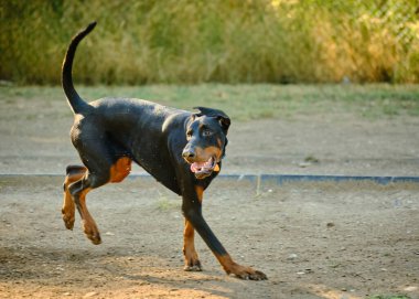 Köpek parkta koşuyor.