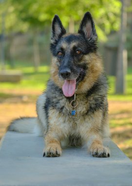 Köpek bankta yatıyor.
