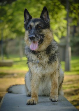 Güzel bir köpeğin portresi..