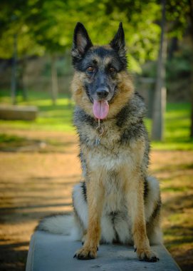Alman çoban köpeği çimlerin üzerinde oturuyor.
